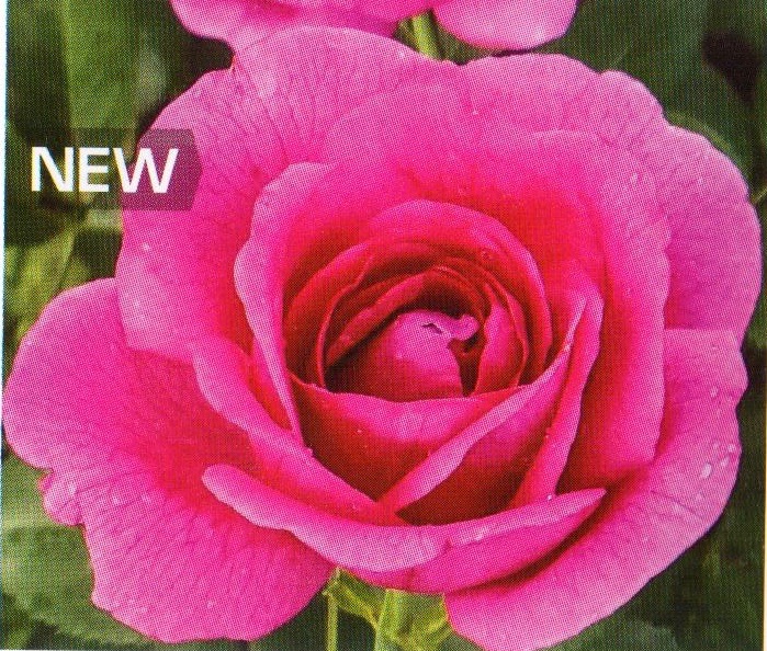 The Perfect Rose | Catalog - Red Roses